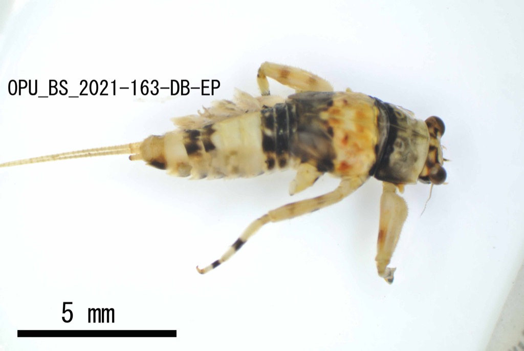 dorsal