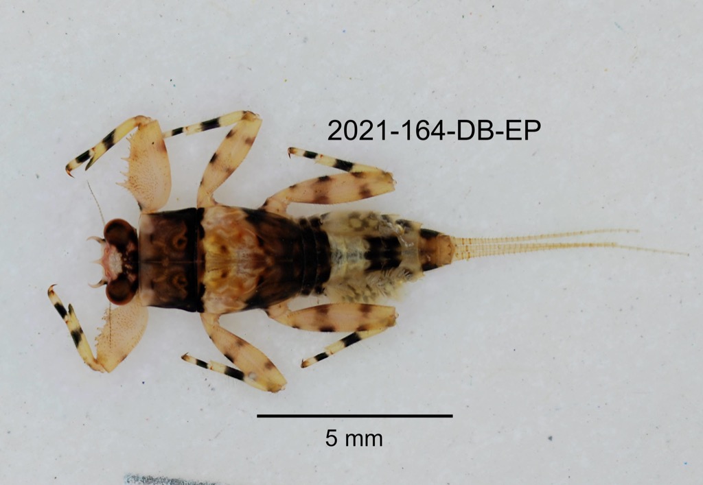 dorsal