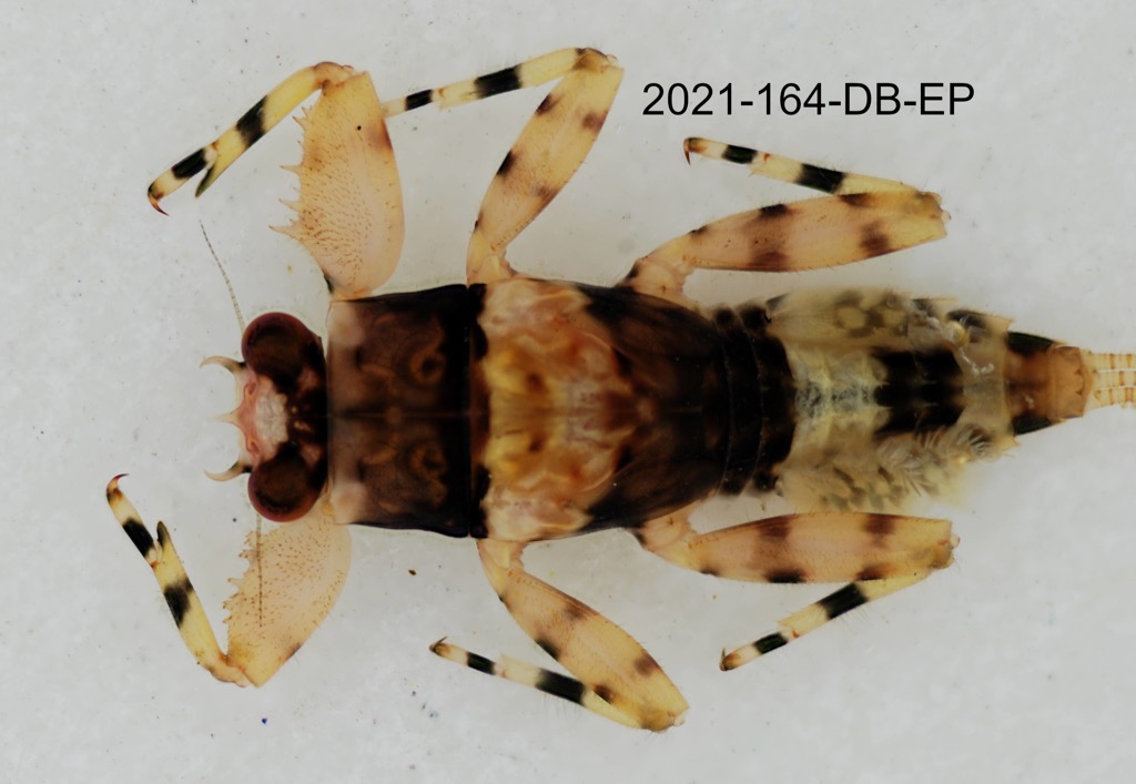dorsal