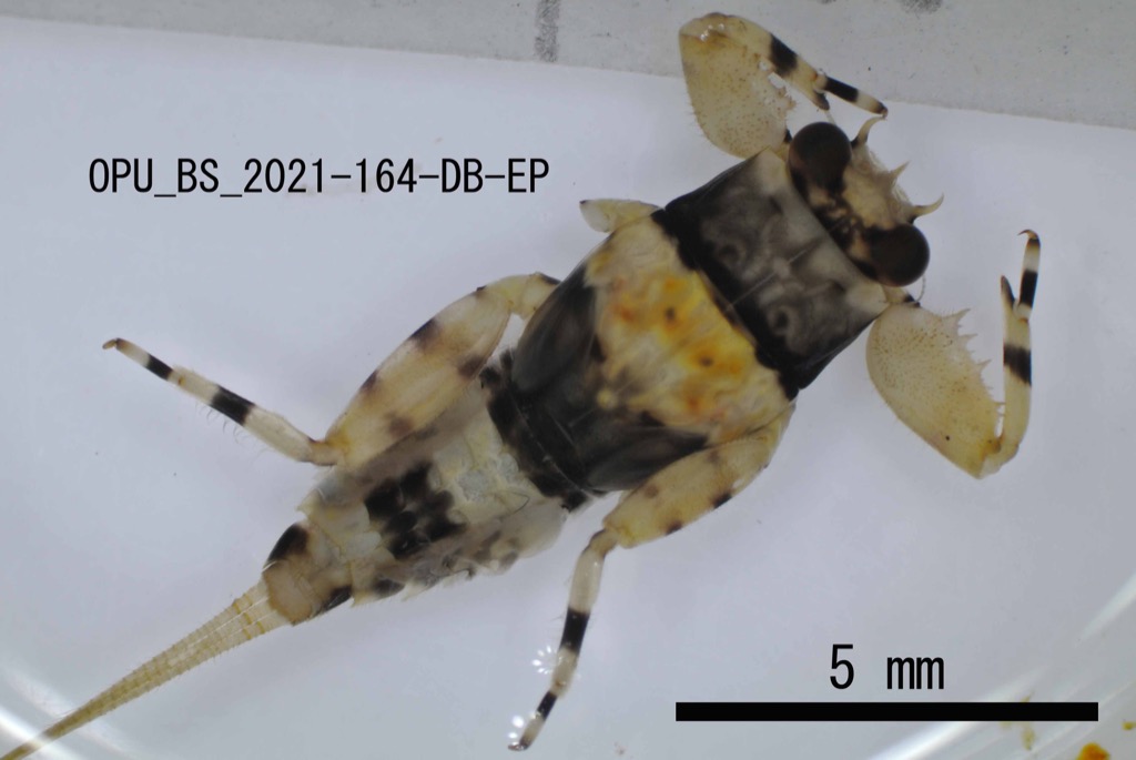 dorsal