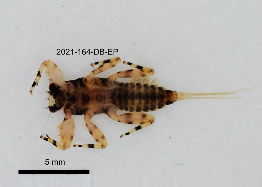 ventral