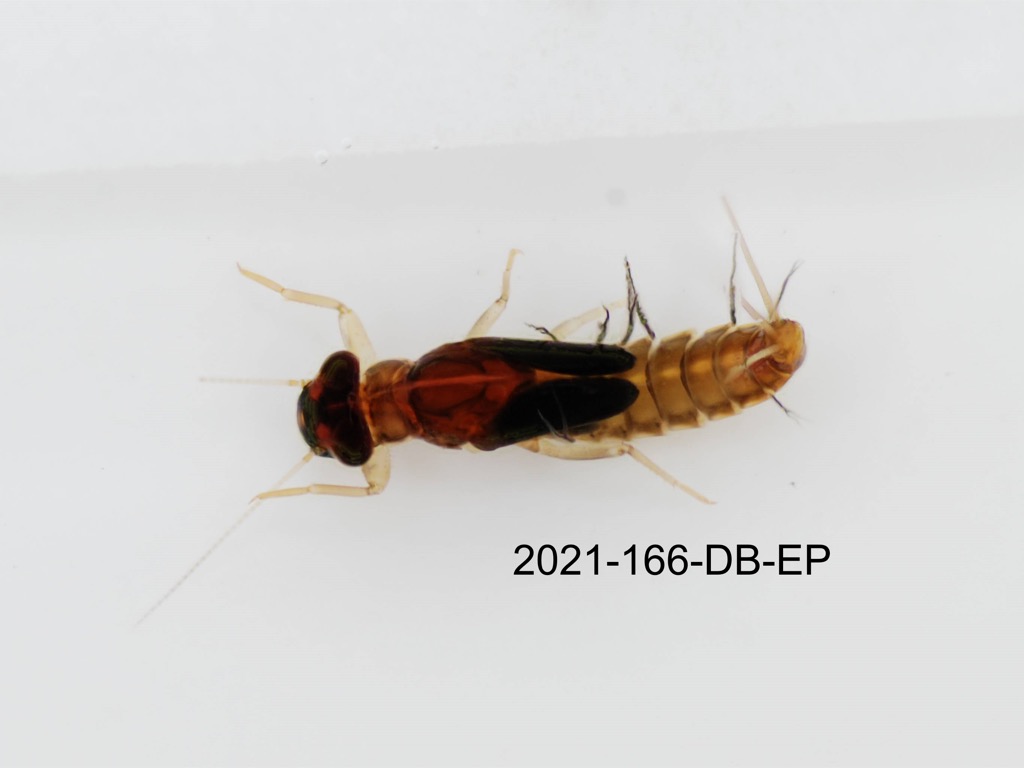 dorsal