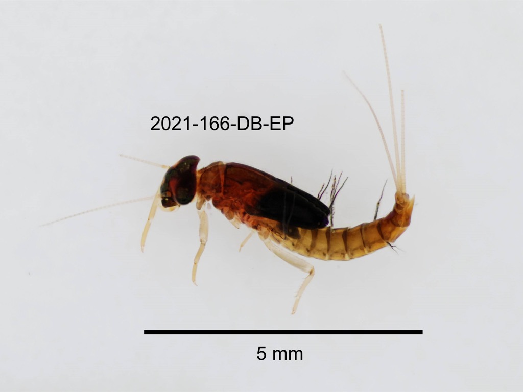 lateral