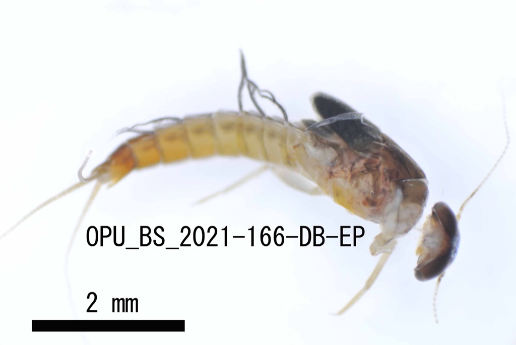 lateral