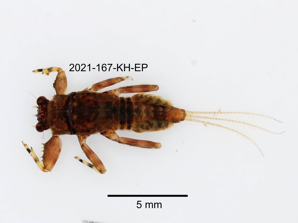 dorsal