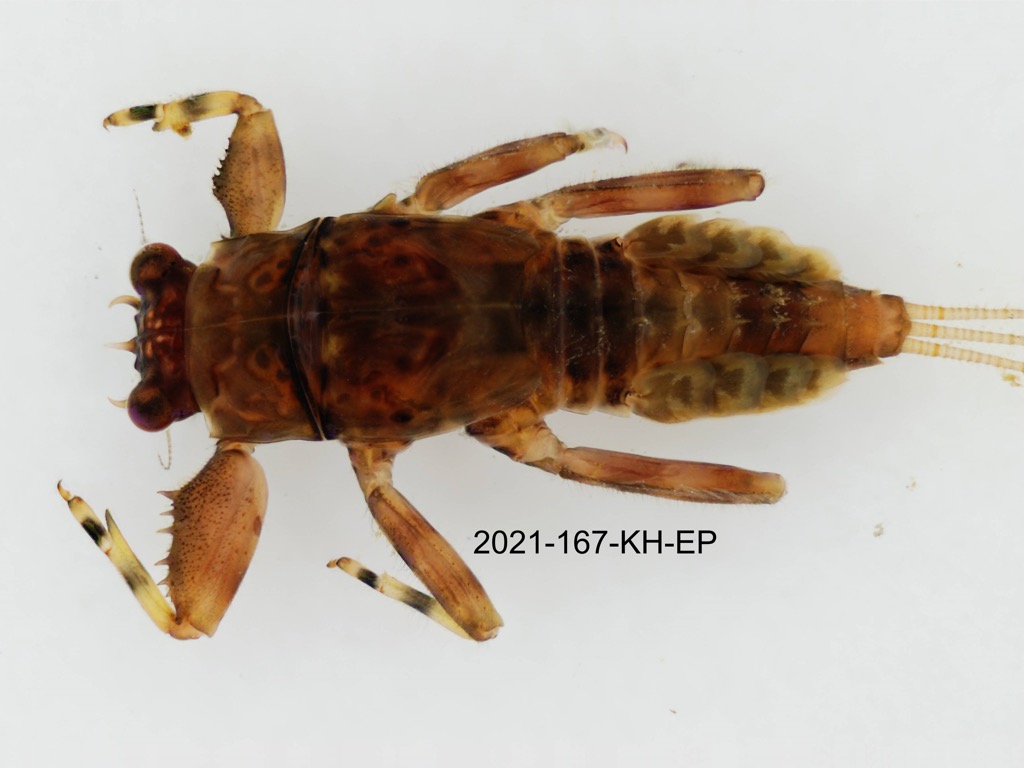 dorsal