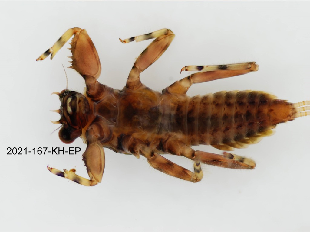 ventral