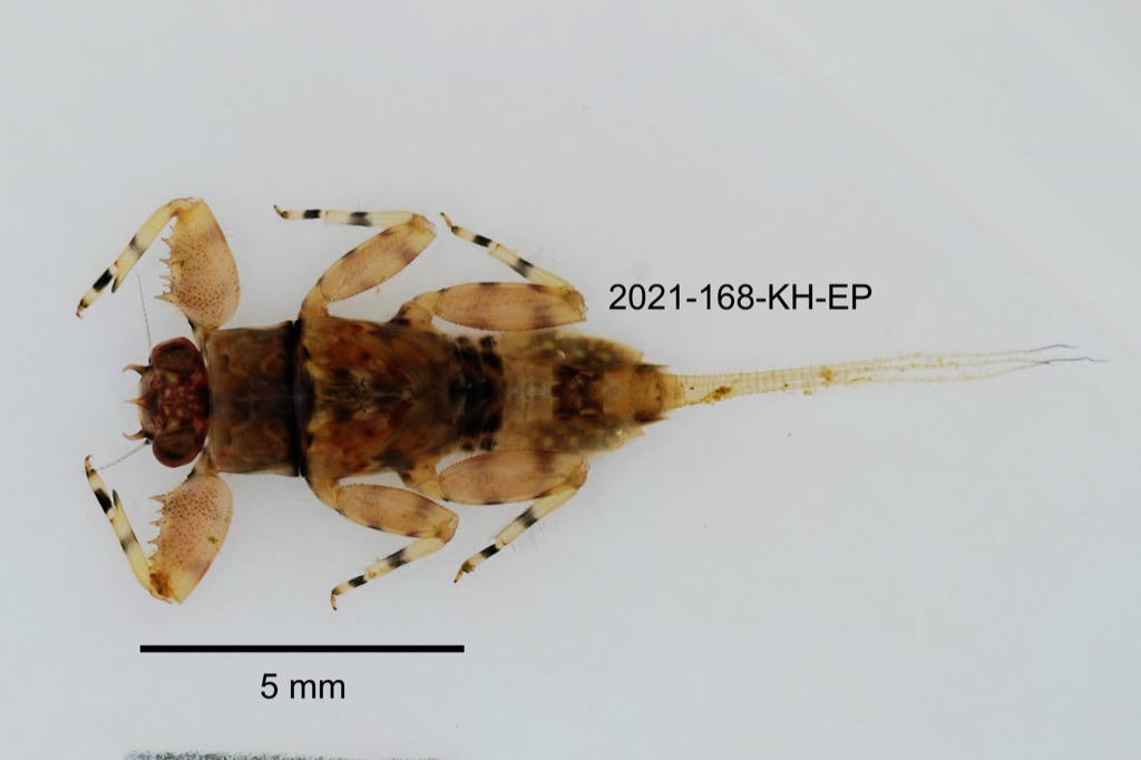 dorsal