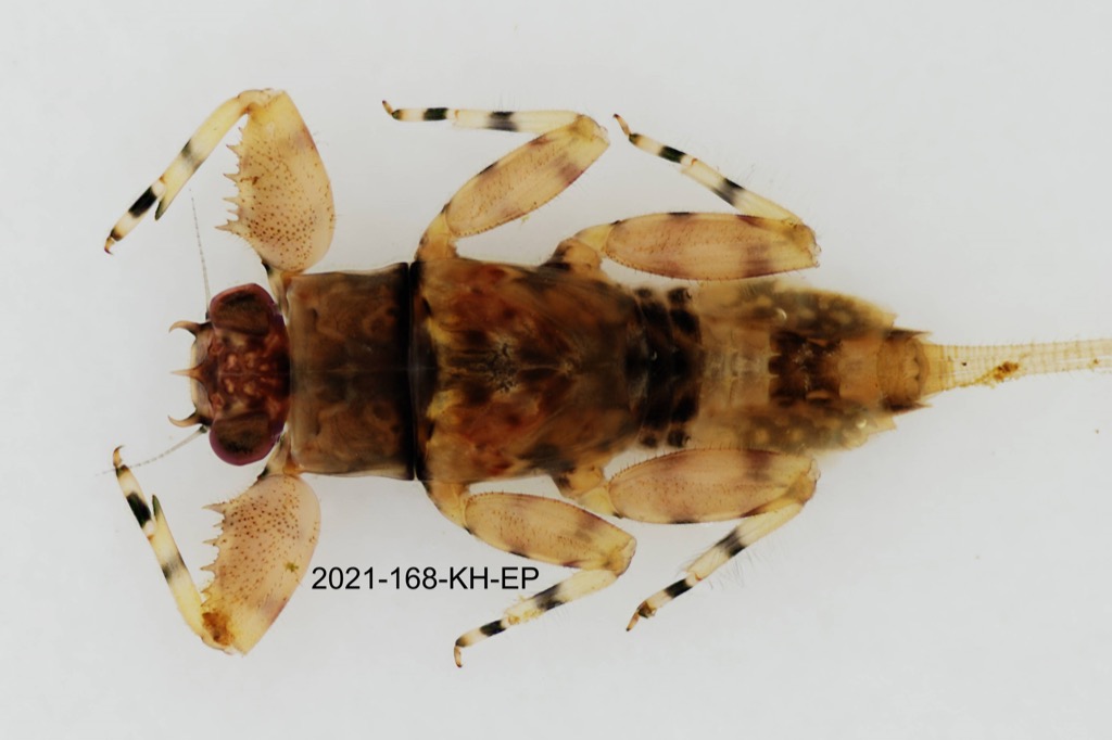dorsal