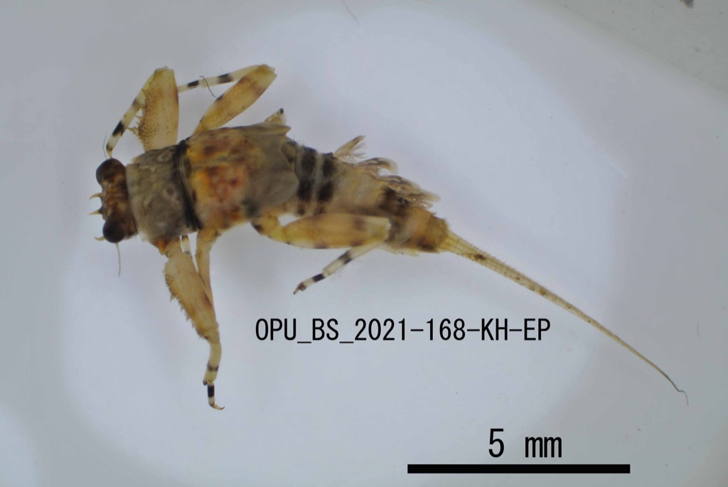dorsal