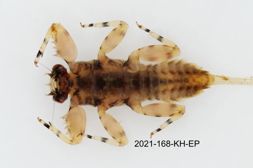 ventral