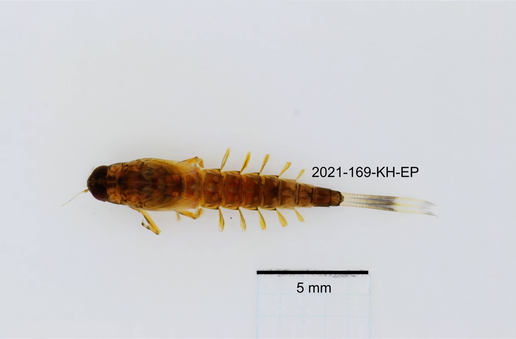 dorsal