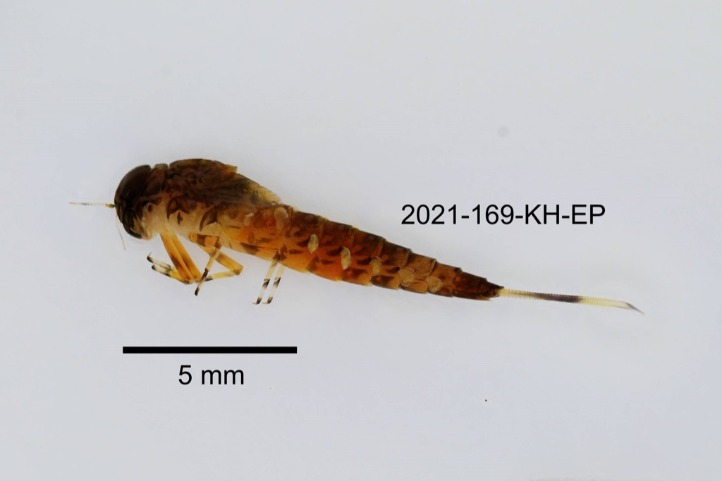lateral