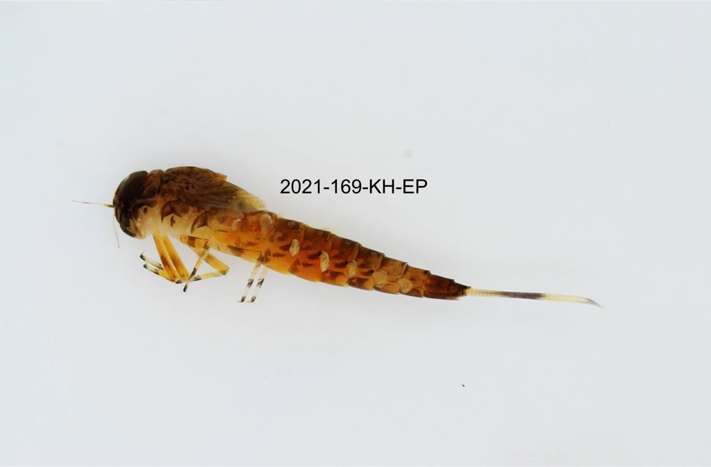 lateral