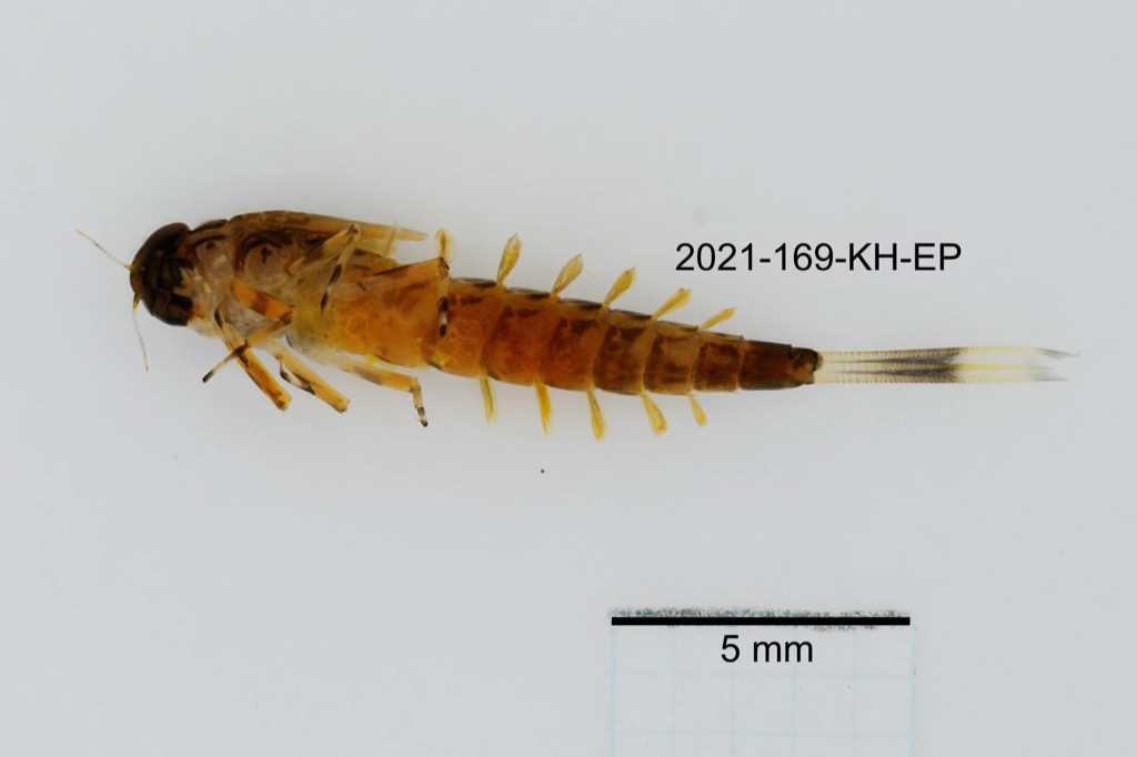 ventral