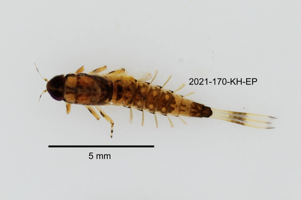 dorsal