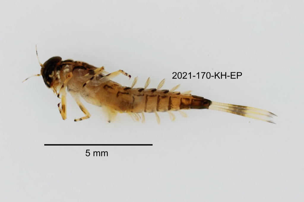ventral