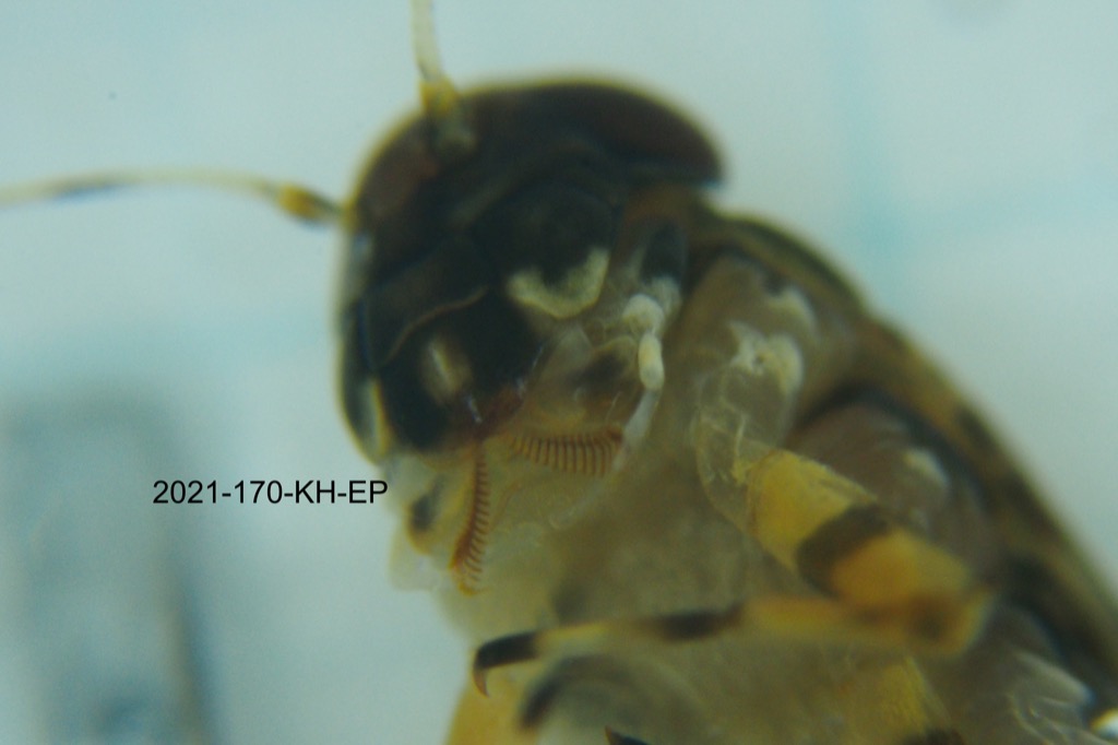 mouth ventral