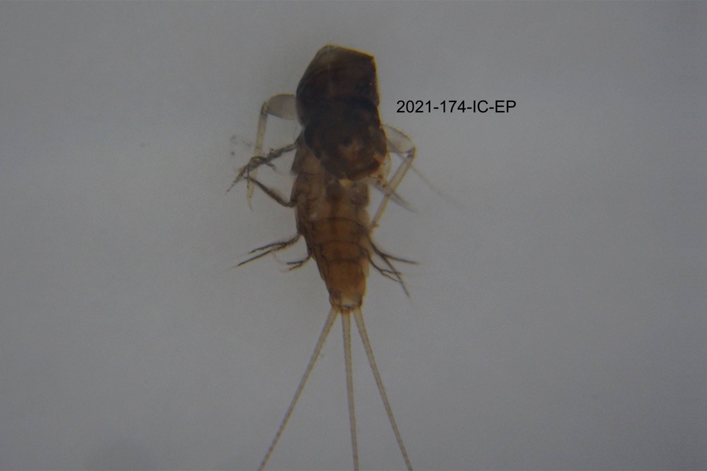 ventral