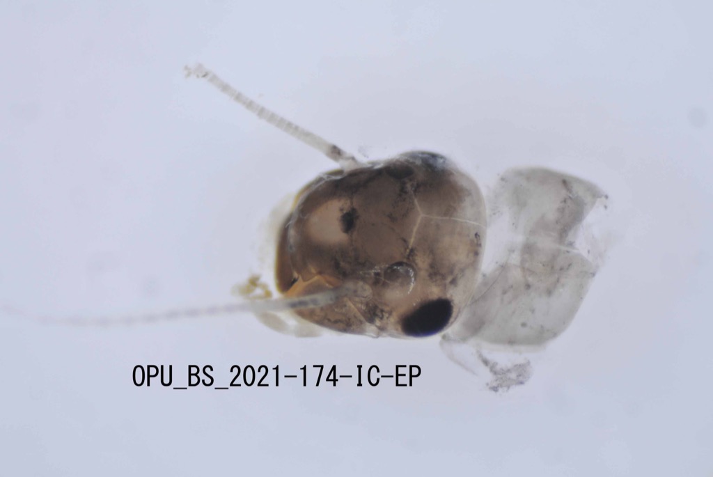 head dorsal