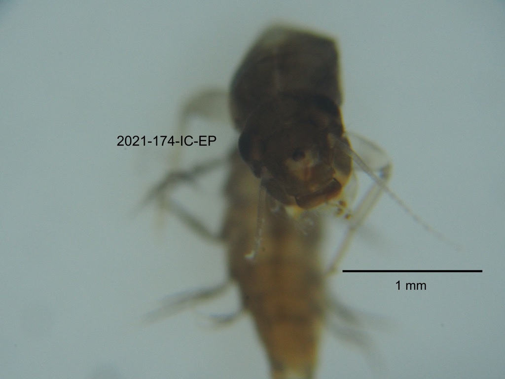 head dorsal