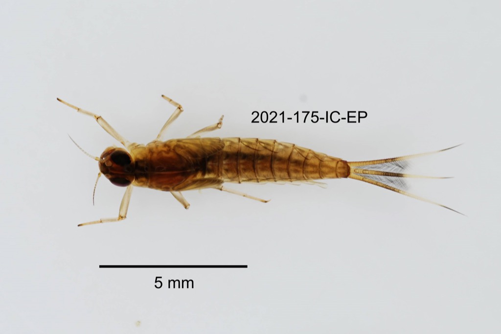 dorsal