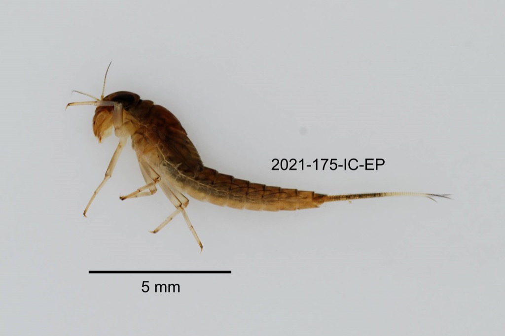 lateral