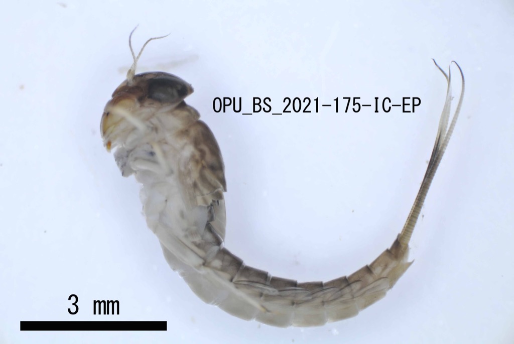 lateral