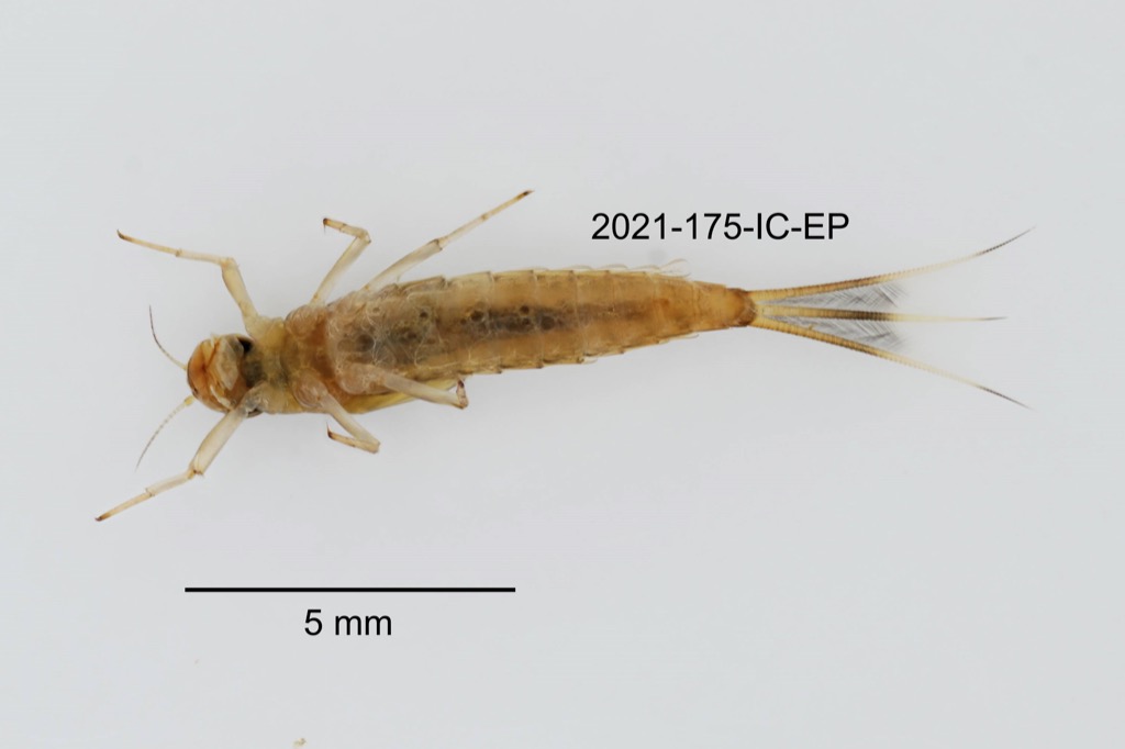 ventral