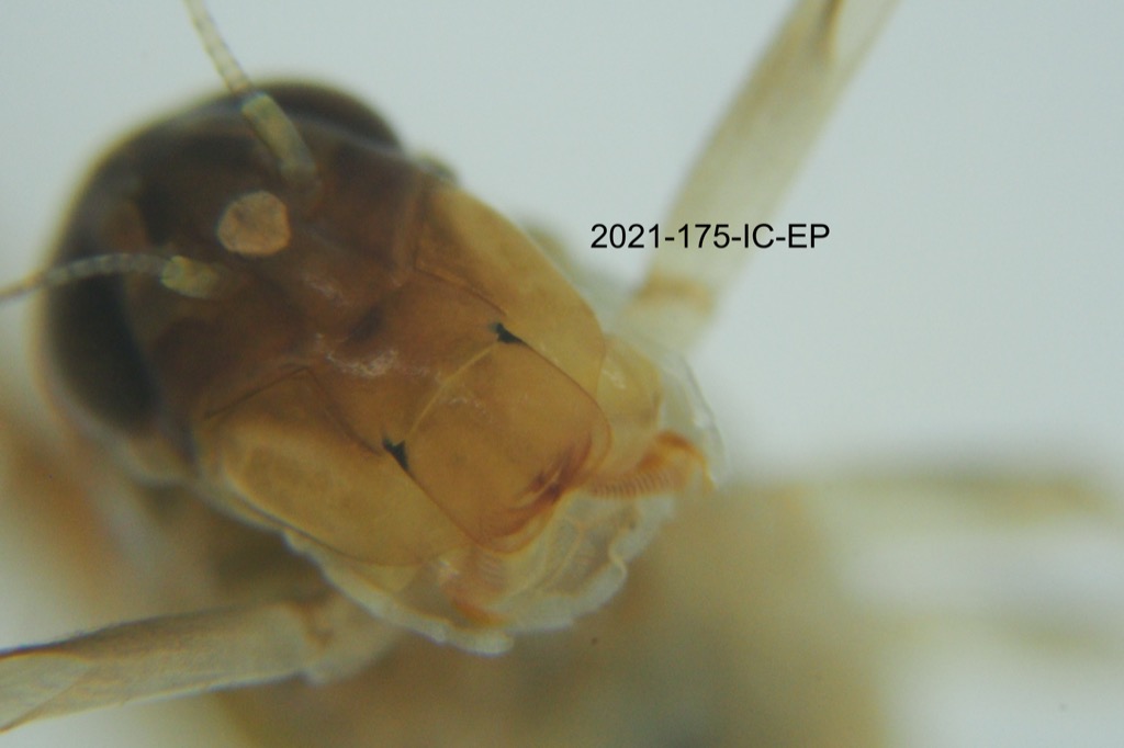 mouth ventral