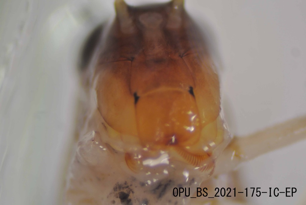 mouth ventral