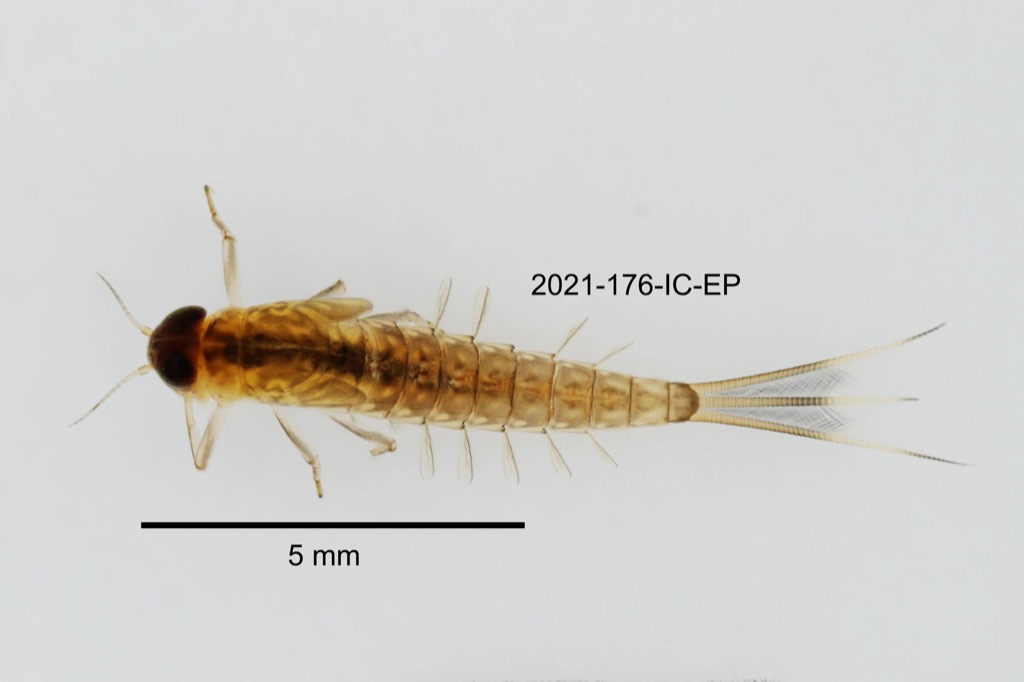 dorsal