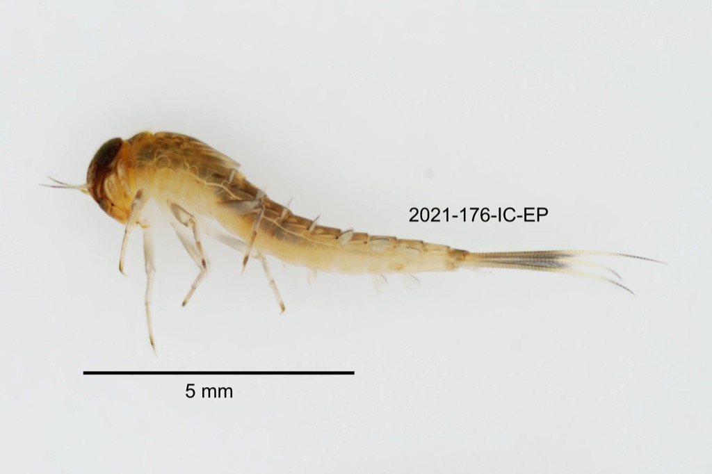 lateral