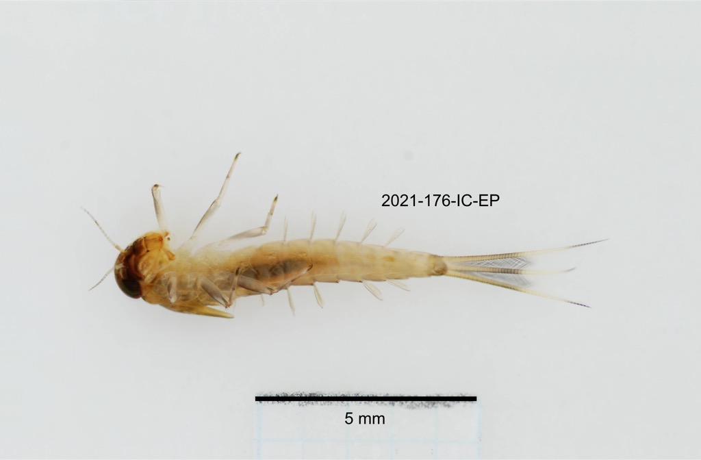 ventral