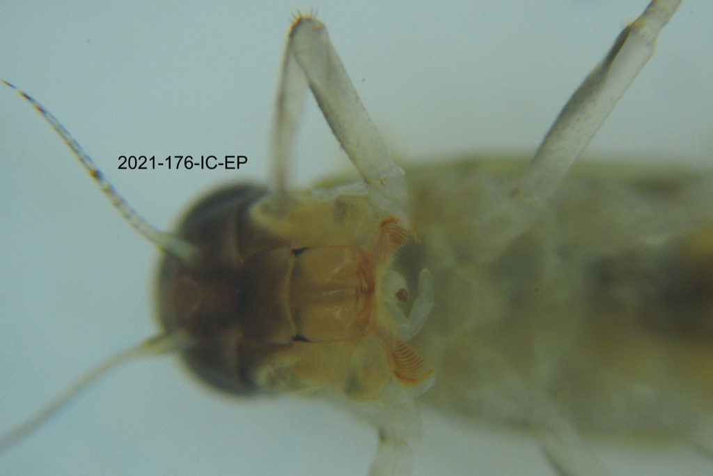 mouth ventral