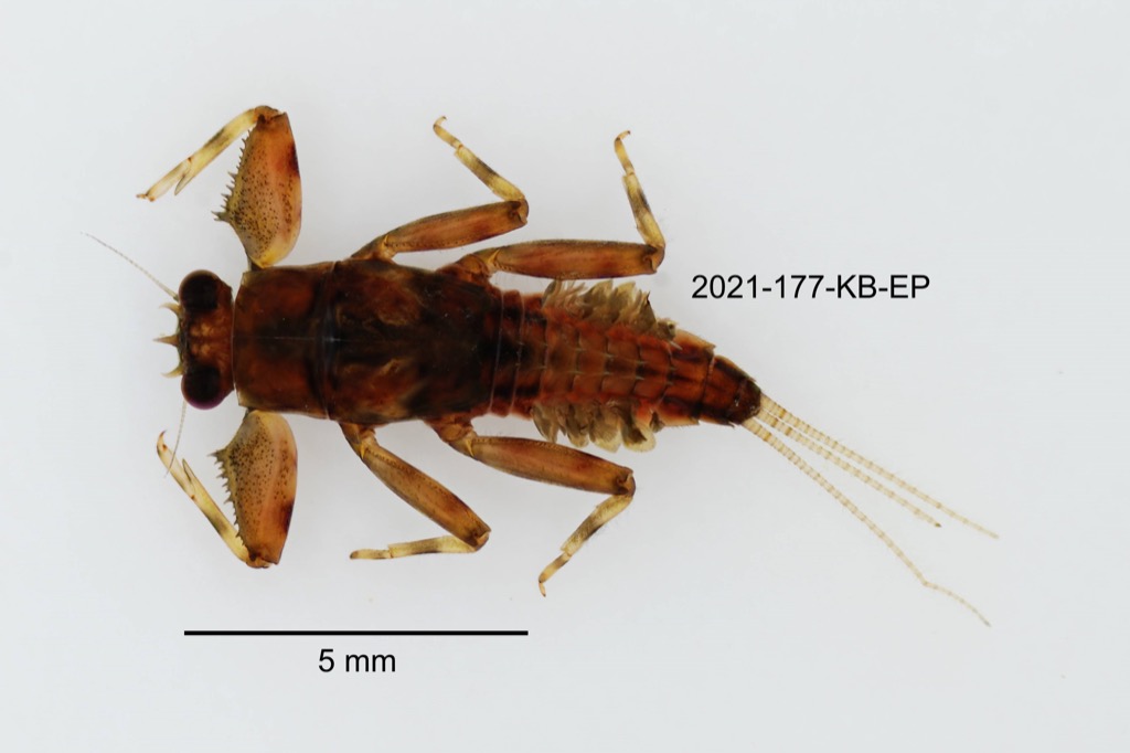 dorsal