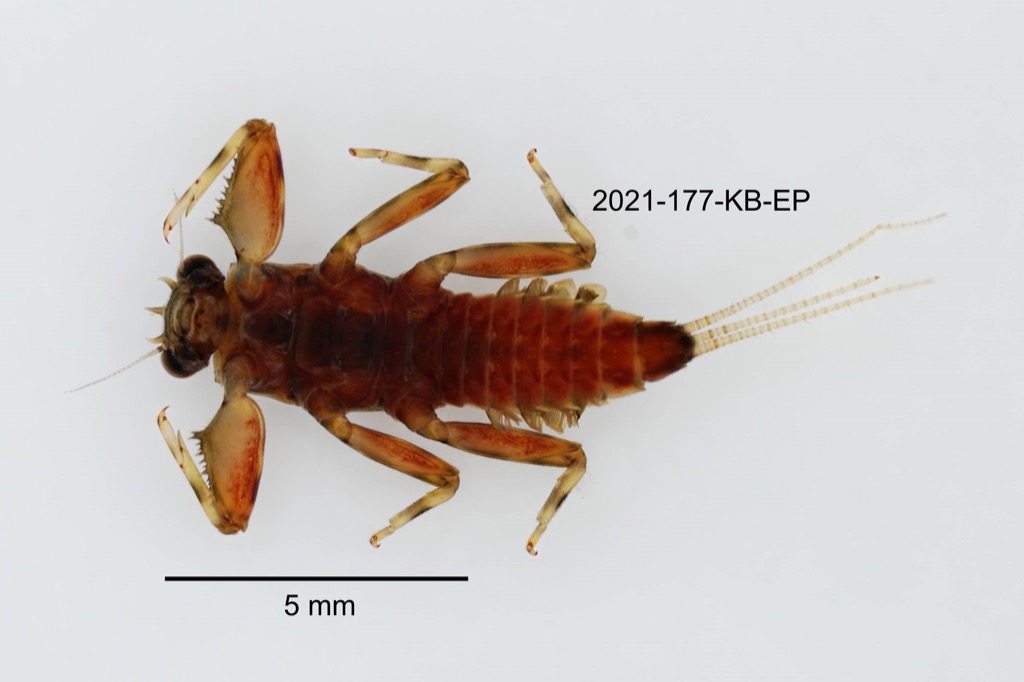 ventral