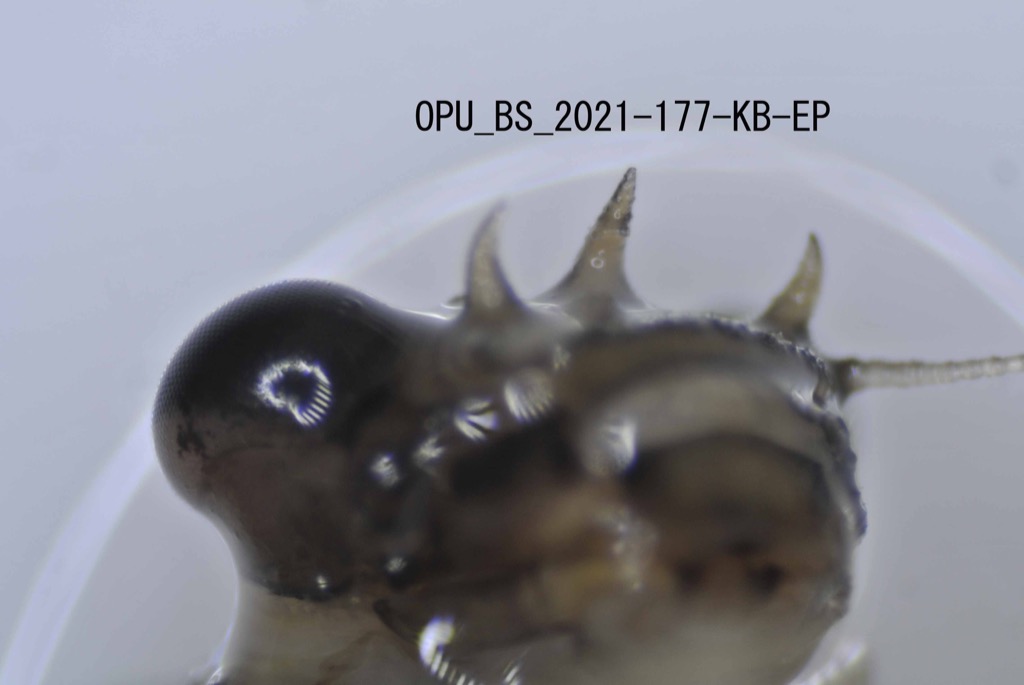 head ventral
