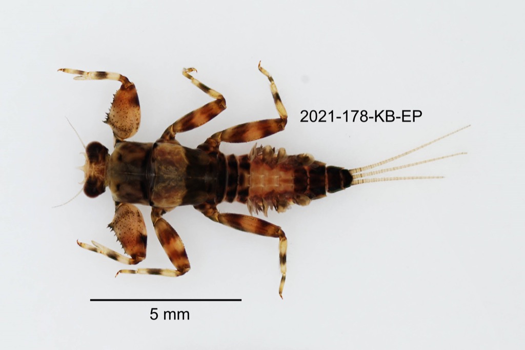 dorsal