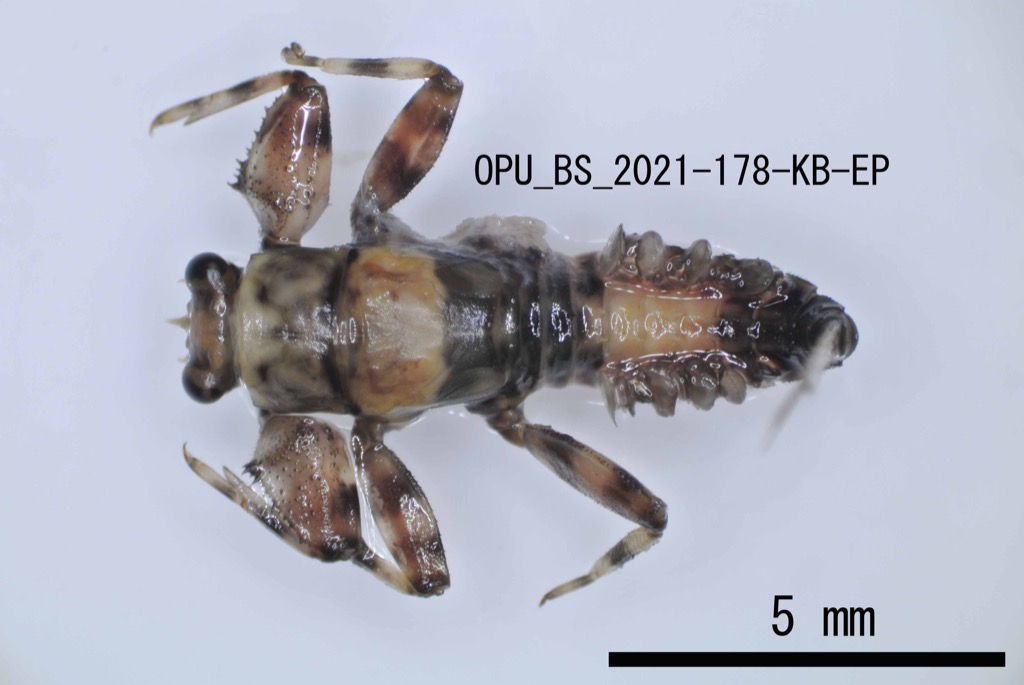 dorsal