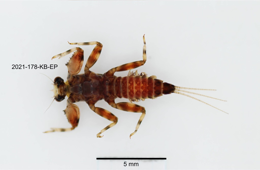ventral