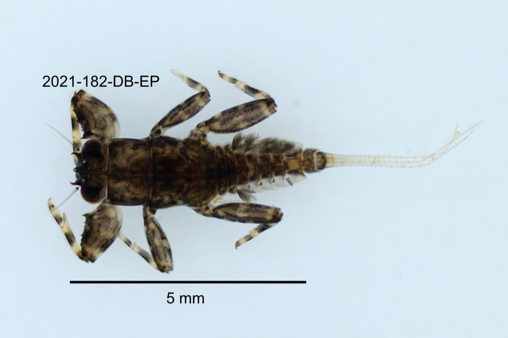dorsal