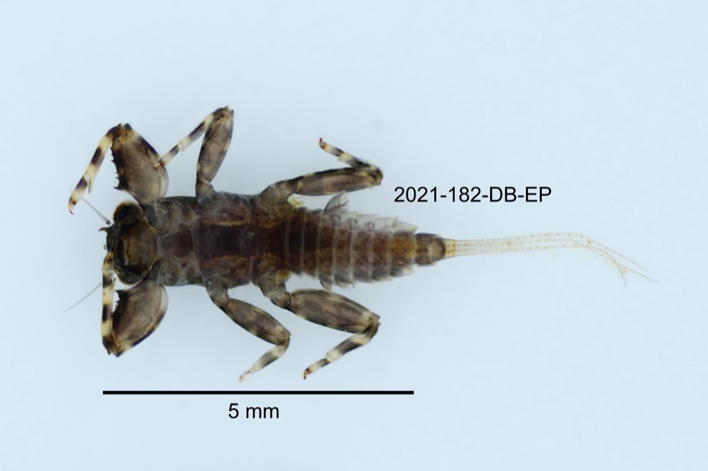 ventral