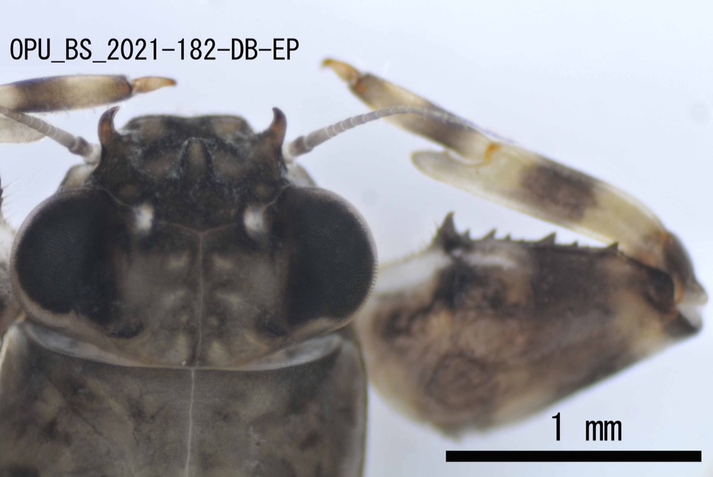 head dorsal