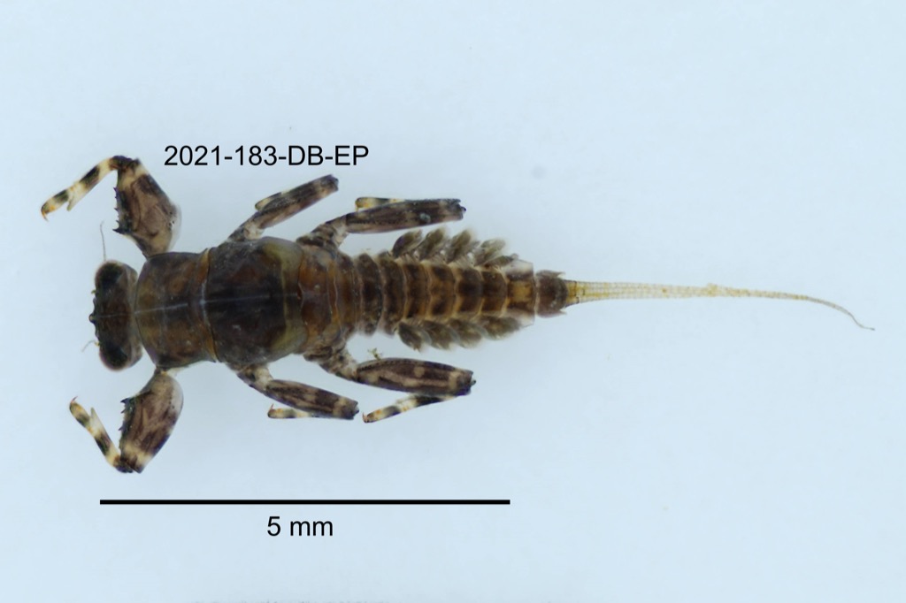 dorsal