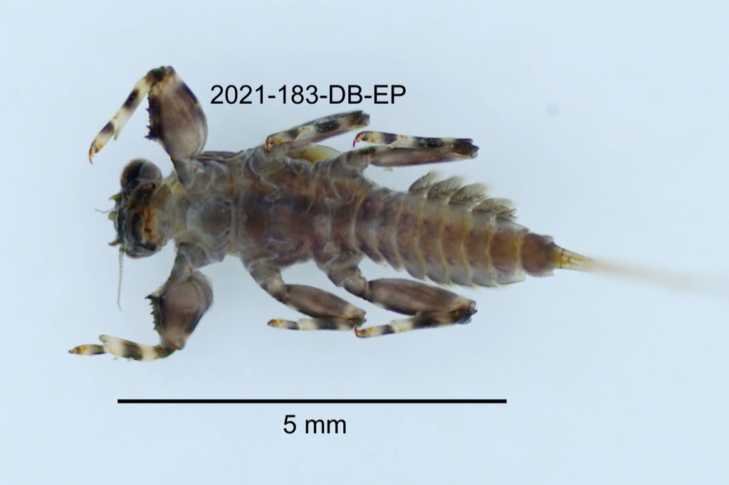 ventral