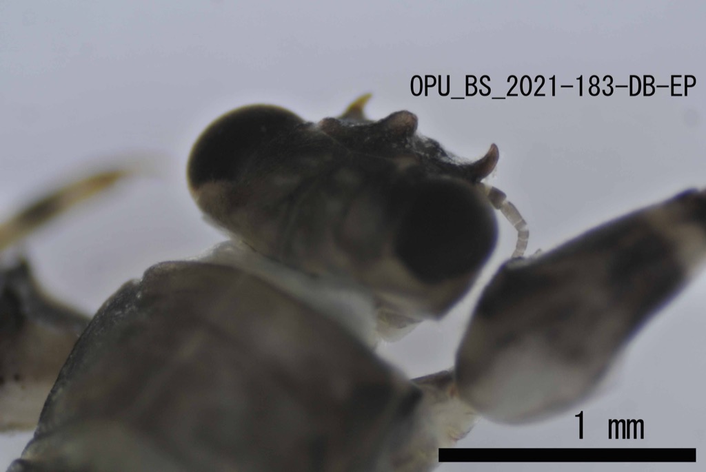 head dorsal