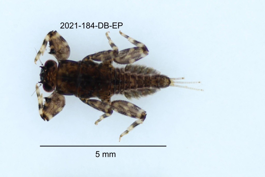 dorsal