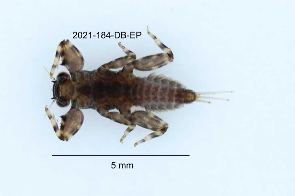 ventral