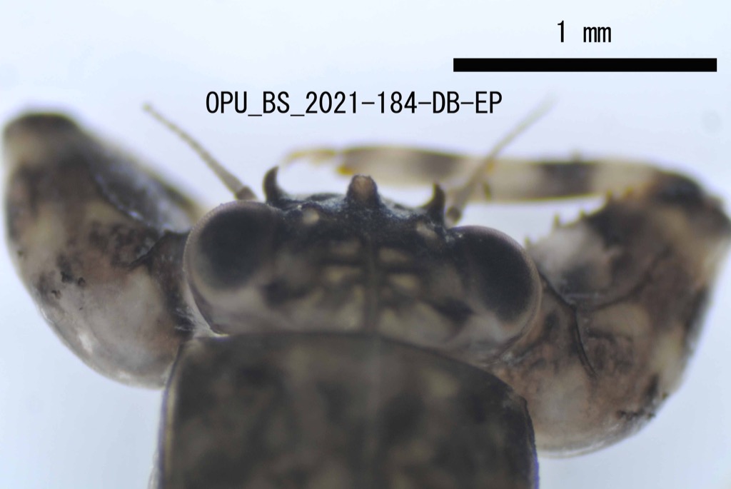 head dorsal
